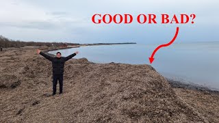 Posidonia Oceanica: Nature’s Beach Protector