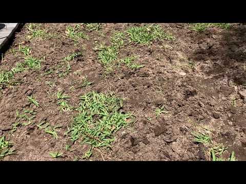 Growing Sapphire Buffalo (B12) - Week 2 (Quick Update)