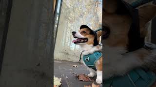 Milo’s Adventure at Mountain View Library! Discovering the Berlin Wall & “Wir Lieben Dich” 📚🐾