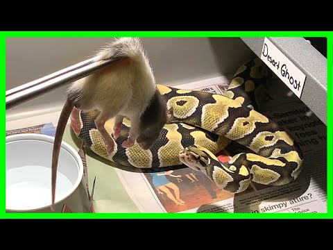 Ball Python EXPLODES Rat During Feeding!