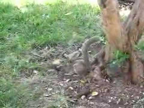 young squirrel does backflips