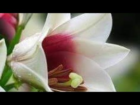 আল্লাহ তোমার দয়া চাই | Islamic Song | আসুক না যতো বাদা যতো ঝড় সাইকোলন রাসূলের পথে মোরা চলবো | গজল