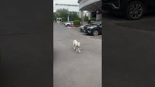น้องวิ่งท่าแปลกๆ เหมือนเท้าแบะออก😢🐶 #ทำไปเรื่อยกับสิงโตจอมป่วน #dog #love #live