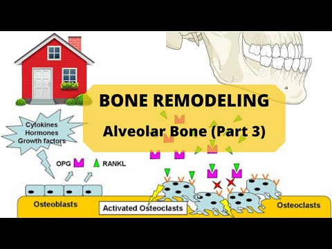 BONE REMODELING ( Alveolar Bone Part 3 )
