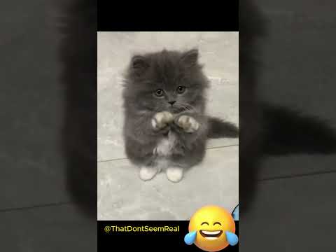 Wow funny cat 😂😂