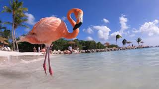Flamingo Beach ARUBA