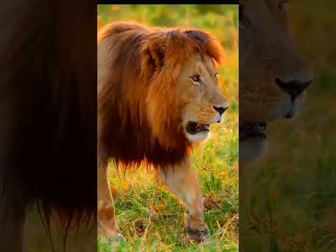 King thinks about its rule of jungle #shortsvideo #share #lion #sad #attitude #shortsvideo