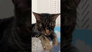 iPhone vs. android #funny #youtubeshorts #cat #kitty