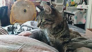 Ronnie Bobby-Jacob Willard Maher Making Biscuits For The Muffin Man. 