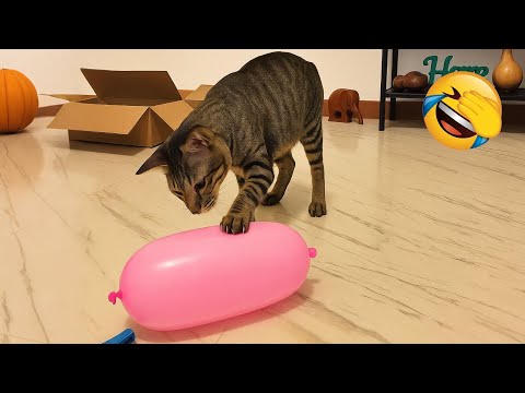 Silly cats and dogs will bring you nonstop laughter! 😂