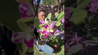 My outdoor Cattleya hybrids #flower #orchid #orquideas #orchidslover