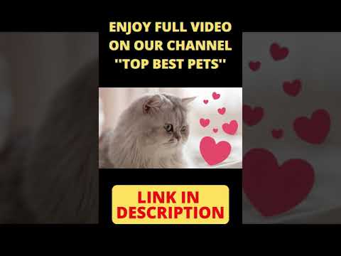 Best Cats Breed To Own | #shorts