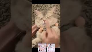 Vidéos d'animaux drôles 2022 😂 - Vidéos de chiens et de chats les plus drôles 😺😍 - Compilation