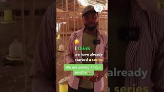 How We Sold All Our Poultry At Semanhyia Farms #semanhyiafarms #farming
