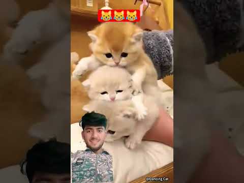 Funny cat short #funny #trending #viralshort #subscribe.