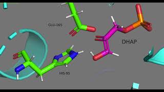 Using Molecular Visualization Software, Pymol, to understand metabolic enzymes: Triose Phosphate...