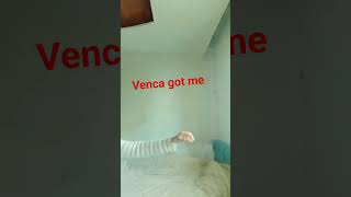 venca got me #strangerthanfiction #horror #elevenhopper #strangerthings #vecna