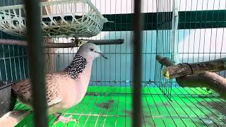 Em cu mái xinh đẹp, dễ thương | Cu malaysia Võ Mạnh (vm101)