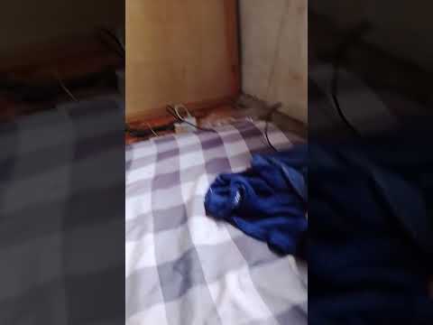 This Is My Cat React If he seens me