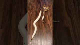 My Two Gorgeous Pied Ball Pythons Explore The House! 🤩🐍