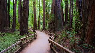 Muir Woods Early Morning, Quiet Walk in Redwood Forest | Mill Valley, California