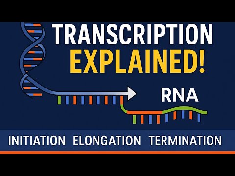 How Your DNA Creates You (Transcription Explained)