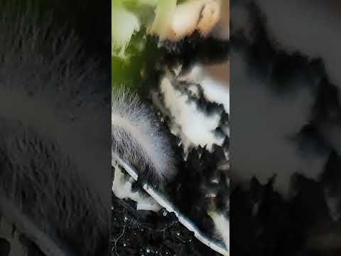 Fungal biology growth on roots