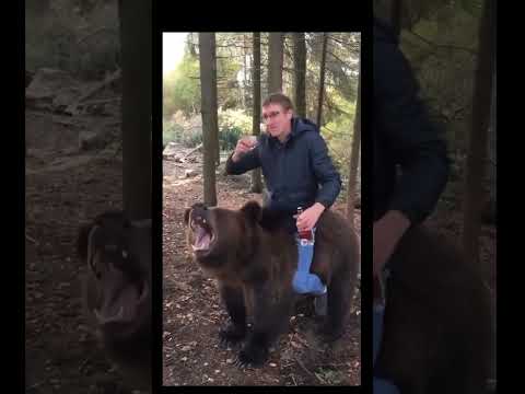 This Guy Rode a Bear... While Drunk!