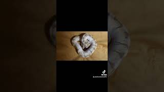 couple of our baby ball pythons #ballpython #royalpythons #reptilelife #reels