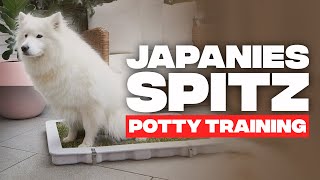 How to Potty Train a Japanese Spitz (Effective Techniques)
