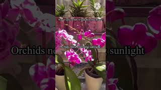 #orchidscare  #orchids #orchidslover