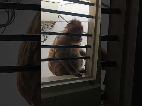Bandar tamatar Kaise Kha Raha Hai