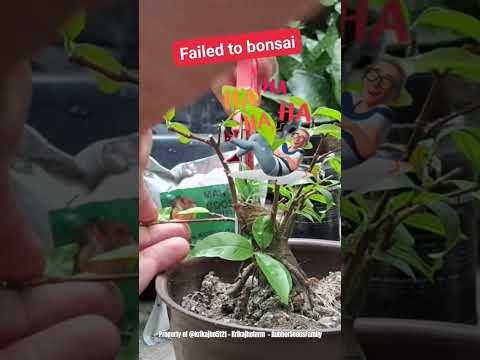 #Keluargabijigetah Gagal lagi NgebonSai si Anting Putri #wirang #shorts