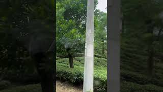 #shorts  #shortsviral  #teagarden #sreemongol #bangladesh2024 |\