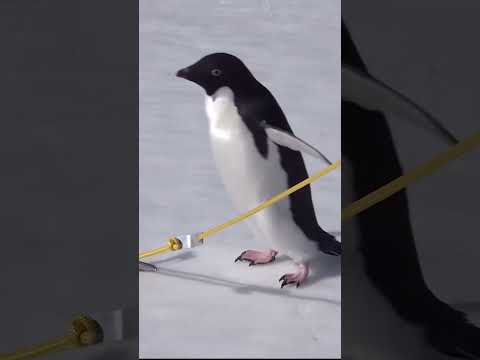 Cute and Funny Moments with Penguin Compilation : 5 Interesting Facts about Penguin