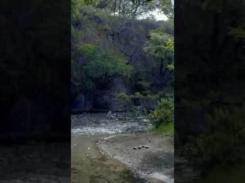 "Relaxing Forest River 🌿 | Soothing Nature #shorts"