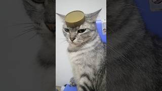 WEARING A HAT #funnyshorts #lucubanget #anomali #shorts #viral #cat