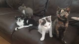 🐾✨” Cute Cat Kittens Playing 🐱 | Funny & Adorable Moments, 👉 “Kids & Pets Fun TV