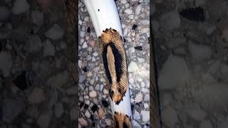 🐍🤍#snake #viralvideo #foryou #reptiles #animals #fypシ#piedballpython