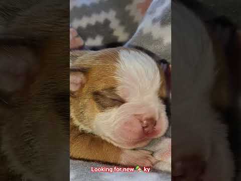updated potatoe pics #puppiesforsale #oldeenglishbulldog #oldeenglishbulldogge #puppiesofyoutube