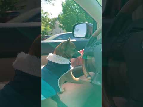 Dog likes to drive #shorts
