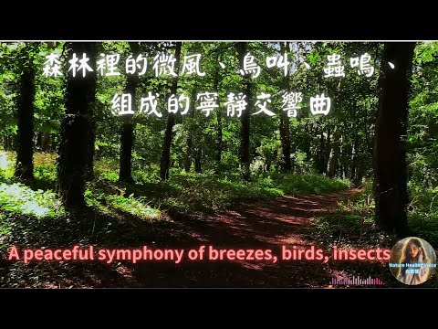 森林裡的微風、鳥叫、蟲嗚、組成的寧靜交響曲∣A peaceful symphony of breezes, birds, insects,#自然#放鬆#森林#睡眠#冥想#療癒#學習#舒緩壓力#ASMR