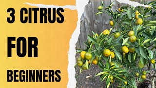 3 Easiest Citrus Trees for Beginners to Grow in Containers | Perfect for Any Garden.