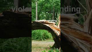 Exploding Trees  Nature's Wildfire Surprise #ExplodingTrees #WildfireFacts #NatureLovers  #TreeFacts