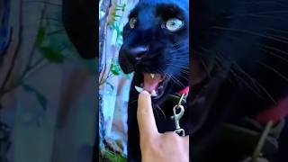 Koko Ko Tenduaa Ne Kaat Liya