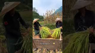 #农村振兴 #乡村风貌 #农活影像 #viral #shorts#為人處世#生活經驗#情感故事#故事#小說#戀愛#情感#婚姻