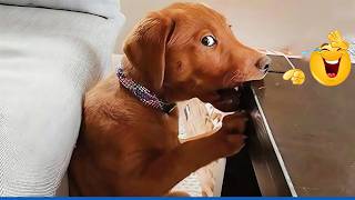 When God Sends You Funny Dogs 😹🐶 Smarty Funny Animals Video Compilation
