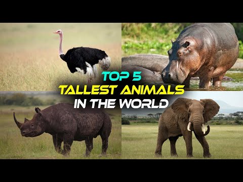 the top 5 tall animals , The tallest