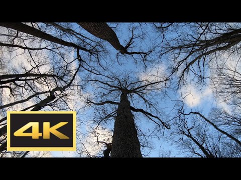 Majestic Old-Growth Forest of White Oak Trees in Winter: Walking Tour in 4K
