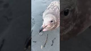 funny seagulls pt.17 #funny #pets #fypシ #memes #meme